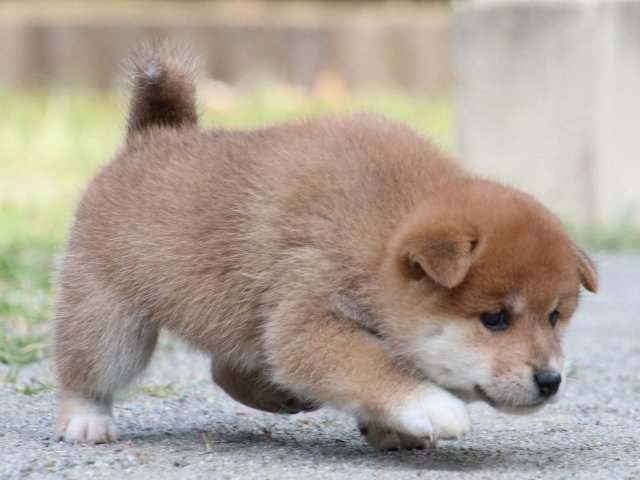 IMG_8836-shiba-puppy IMG_8836-shiba-puppy