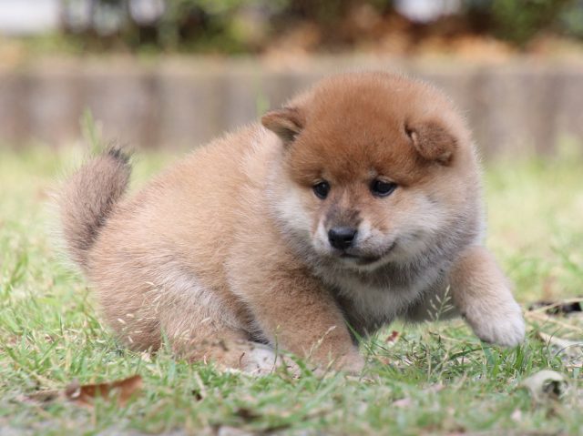 IMG_8857-shiba-puppy IMG_8857-shiba-puppy