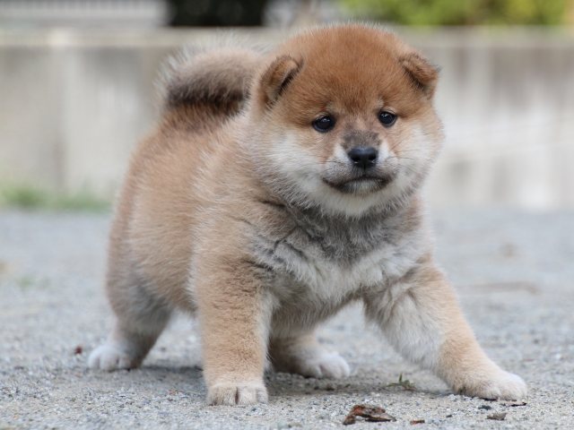 IMG_8879-shiba-puppy IMG_8879-shiba-puppy