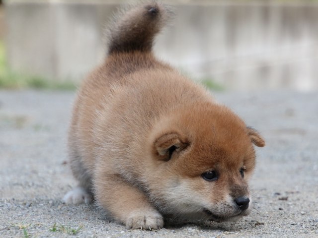 IMG_8880-shiba-puppy IMG_8880-shiba-puppy