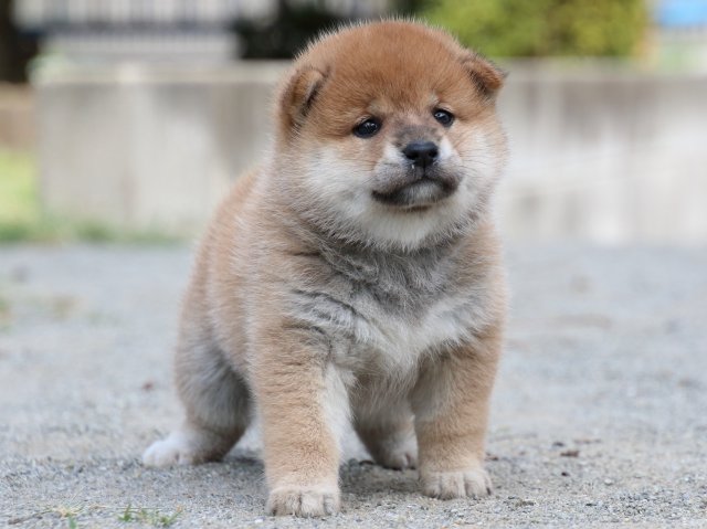 IMG_8881-shiba-puppy IMG_8881-shiba-puppy