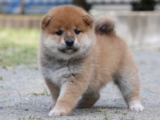 IMG_8889-shiba-puppy IMG_8889-shiba-puppy