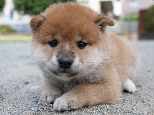 IMG_8891-shiba-puppy IMG_8891-shiba-puppy
