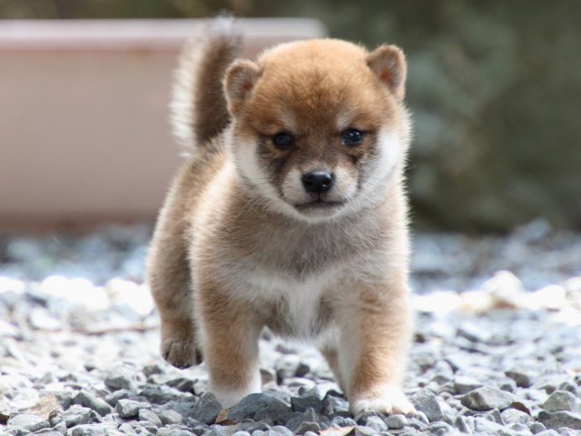 IMG_9122-shiba-puppy