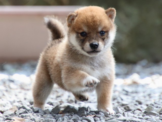 IMG_9123-shiba-puppy