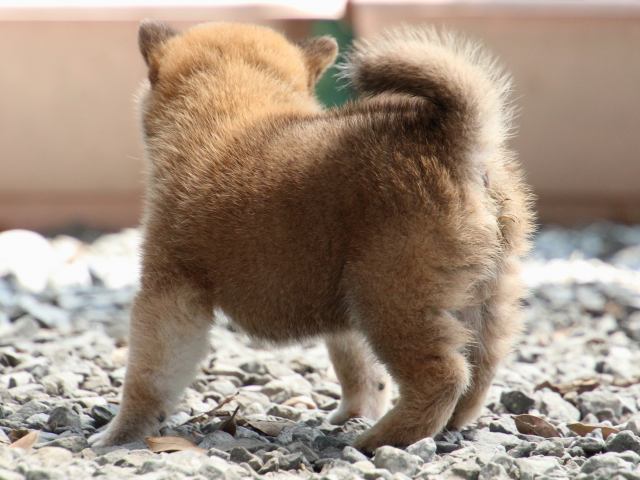 IMG_9125-shiba-puppy
