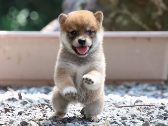 IMG_9145-shiba-puppy