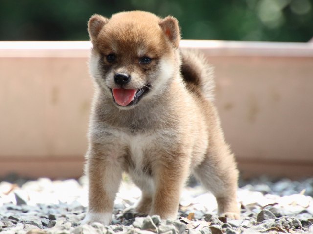IMG_9159-shiba-puppy