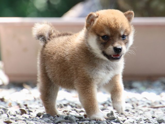 IMG_9166-shiba-puppy