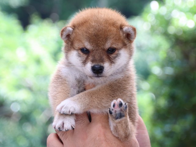 IMG_9174-shiba-puppy