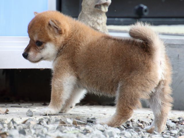 IMG_9190-shiba-puppy