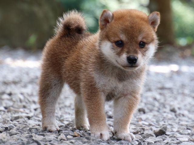 IMG_9205-shiba-puppy