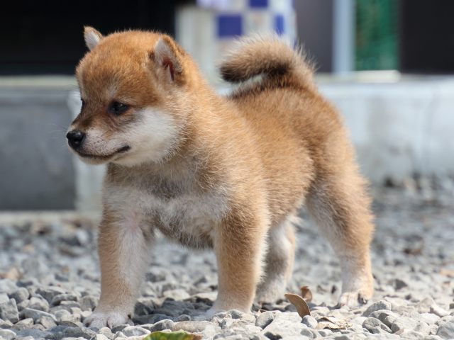 IMG_9231-shiba-puppy