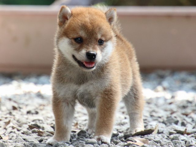 IMG_9246-shiba-puppy