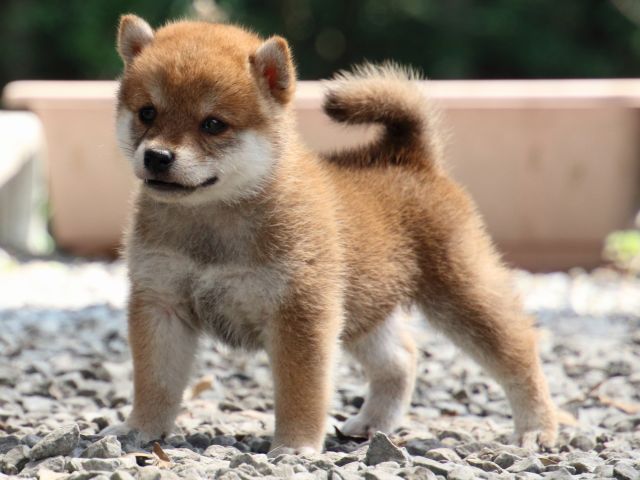 IMG_9249-shiba-puppy