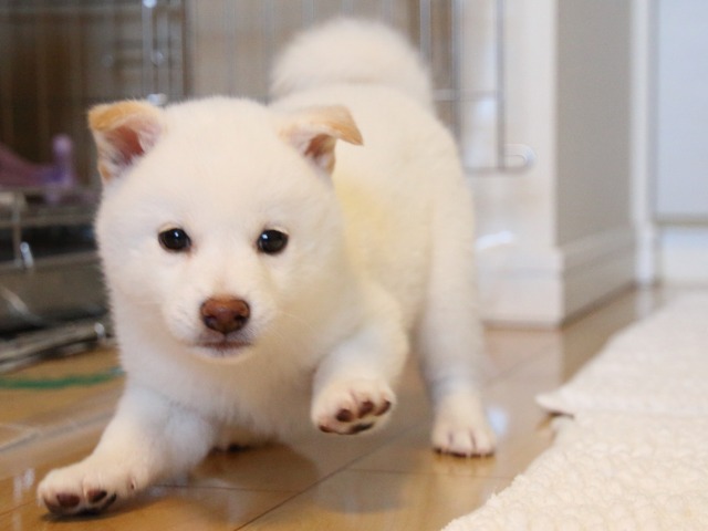 IMG_9276-shiba-puppy IMG_9276-shiba-puppy