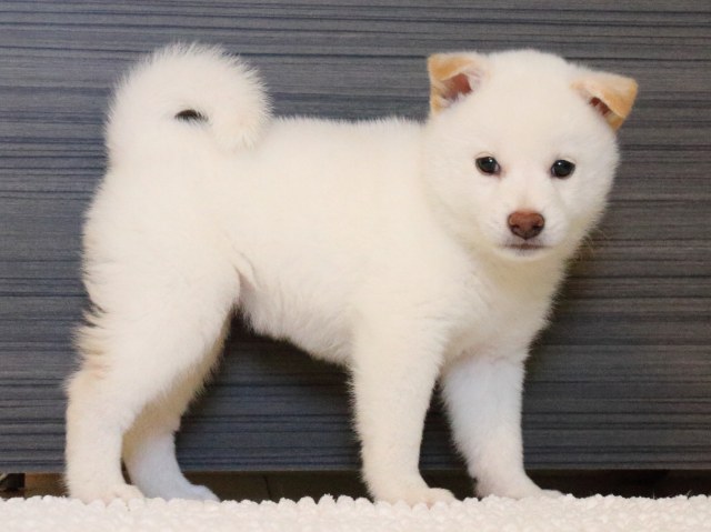 IMG_9280-shiba-puppy IMG_9280-shiba-puppy