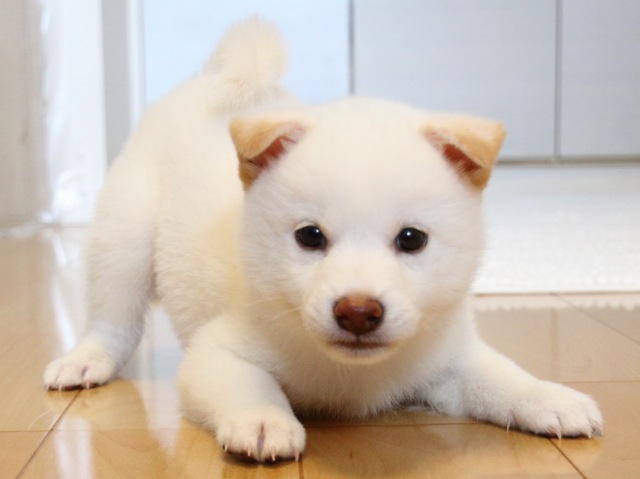 IMG_9453-shiba-puppy IMG_9453-shiba-puppy