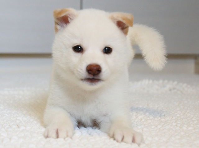 IMG_9471-shiba-puppy IMG_9471-shiba-puppy