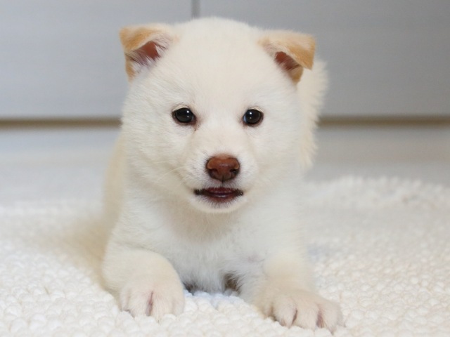 IMG_9474-shiba-puppy IMG_9474-shiba-puppy