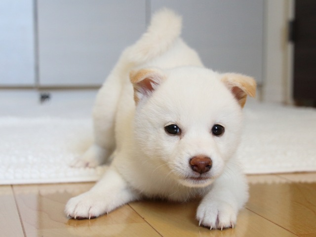 IMG_9475-shiba-puppy IMG_9475-shiba-puppy