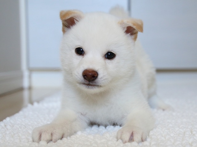 IMG_9514-shiba-puppy IMG_9514-shiba-puppy