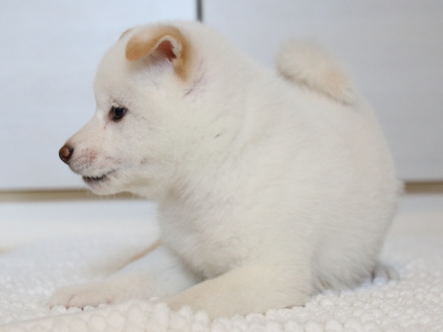 IMG_9518-shiba-puppy IMG_9518-shiba-puppy