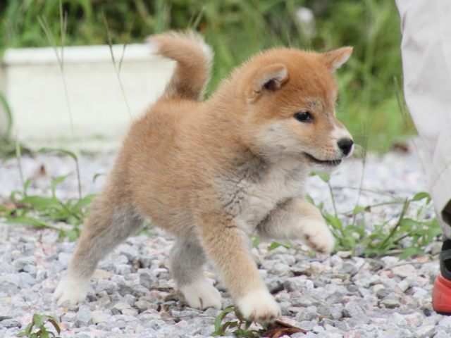 IMG_9524-shiba-puppy IMG_9524-shiba-puppy