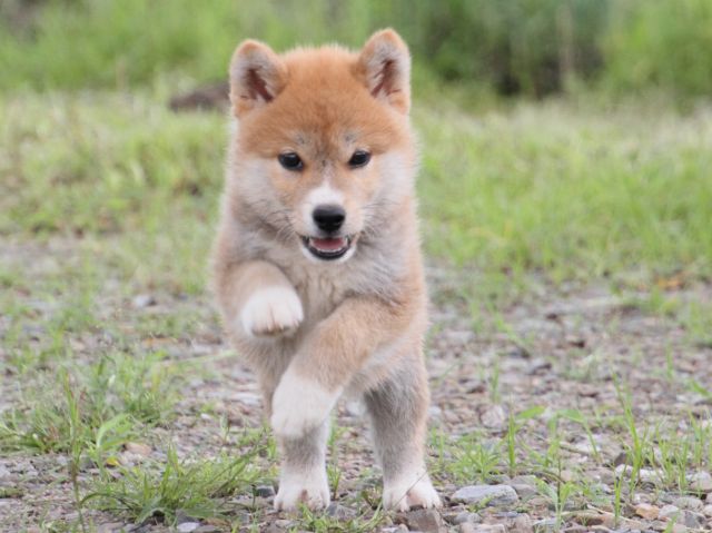 IMG_9561-shiba-puppy IMG_9561-shiba-puppy