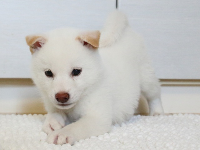 IMG_9568-shiba-puppy IMG_9568-shiba-puppy