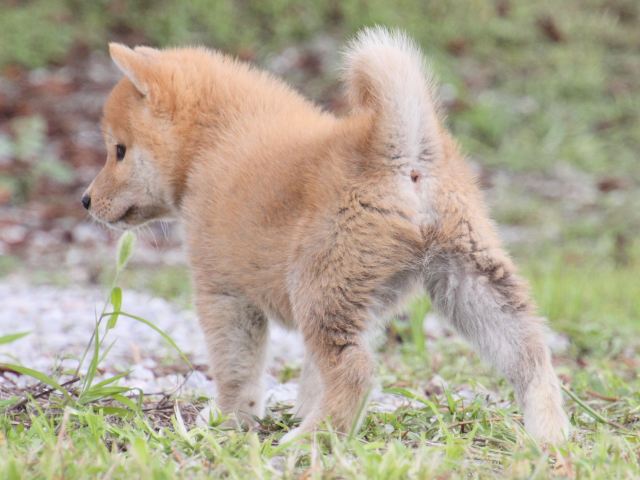 IMG_9593-shiba-puppy IMG_9593-shiba-puppy