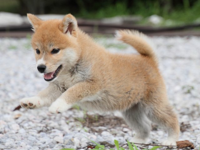 IMG_9606-shiba-puppy IMG_9606-shiba-puppy