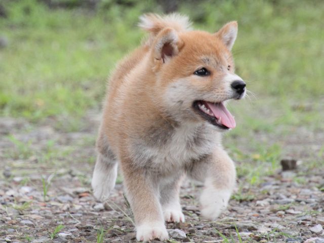 IMG_9641-shiba-puppy IMG_9641-shiba-puppy