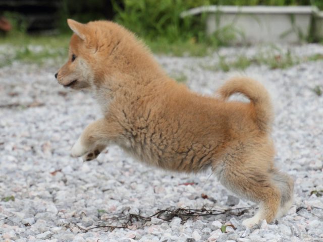 IMG_9660-shiba-puppy IMG_9660-shiba-puppy