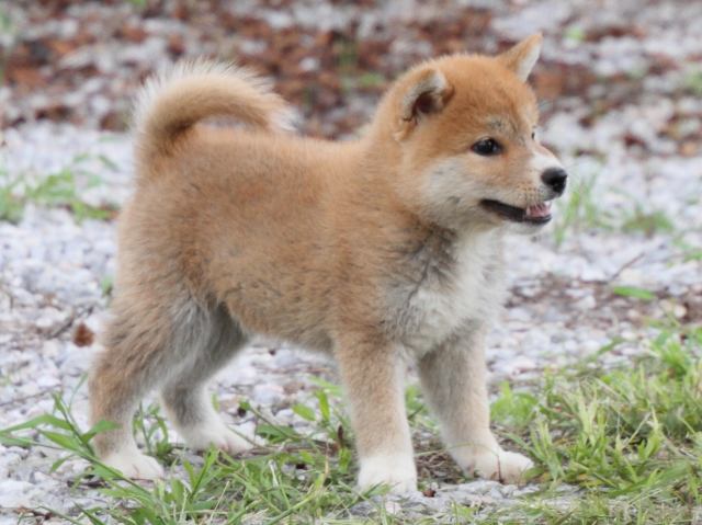 IMG_9677-shiba-puppy IMG_9677-shiba-puppy