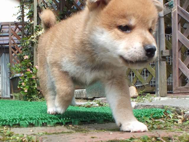 DSCF2648-shiba-puppy DSCF2648-shiba-puppy