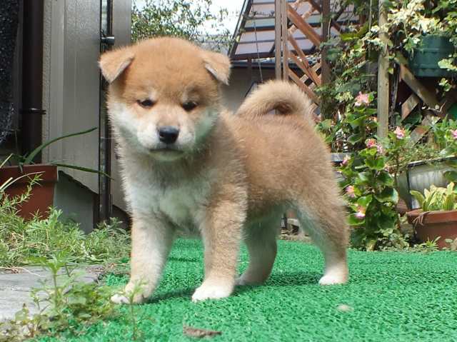 DSCF2650-shiba-puppy DSCF2650-shiba-puppy