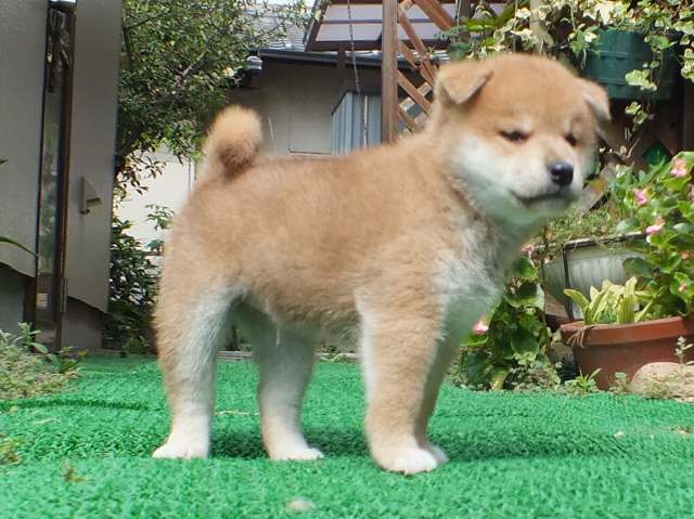DSCF2655-shiba-puppy DSCF2655-shiba-puppy