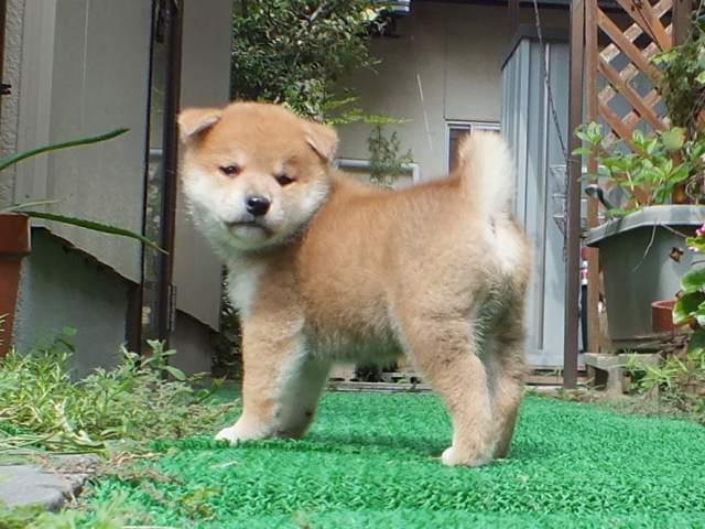 DSCF2657-shiba-puppy DSCF2657-shiba-puppy