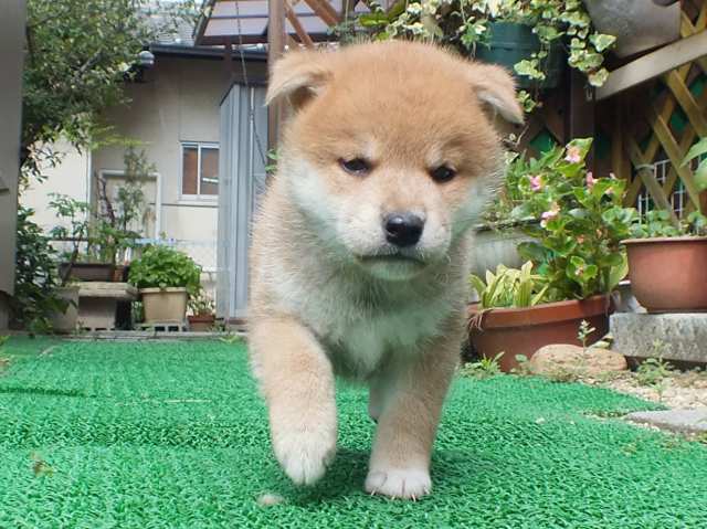 DSCF2659-shiba-puppy DSCF2659-shiba-puppy