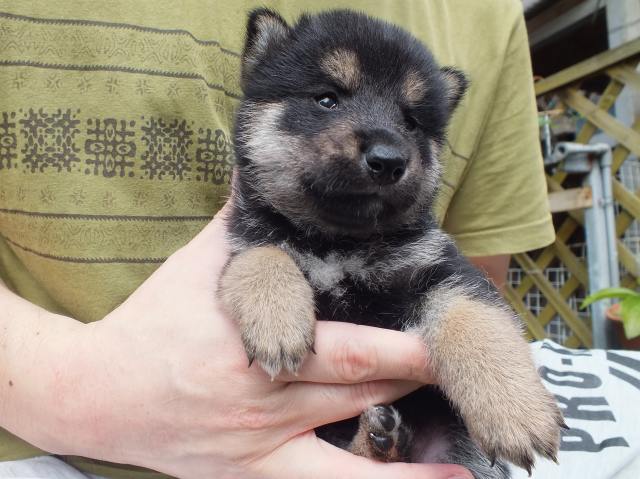 DSCF2665-shiba-puppy DSCF2665-shiba-puppy