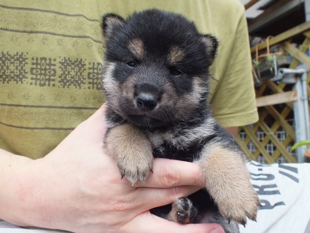 DSCF2666-shiba-puppy DSCF2666-shiba-puppy