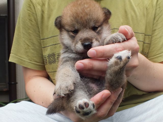 DSCF2669-shiba-puppy DSCF2669-shiba-puppy