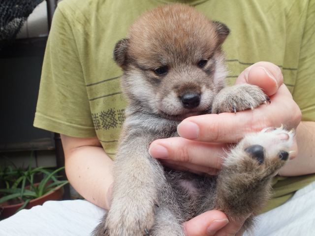 DSCF2670-shiba-puppy DSCF2670-shiba-puppy