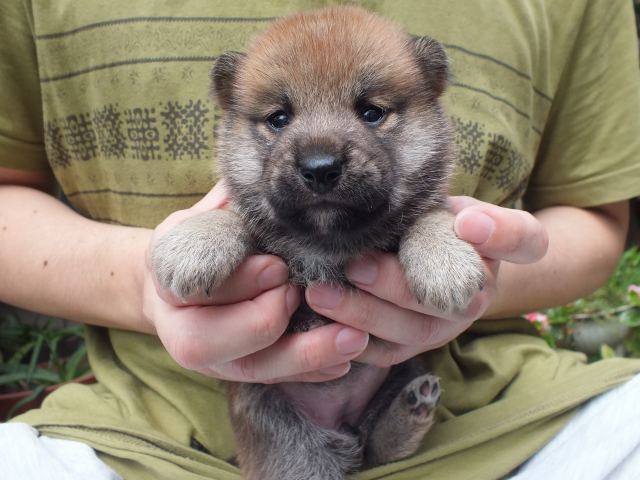 DSCF2672-shiba-puppy DSCF2672-shiba-puppy