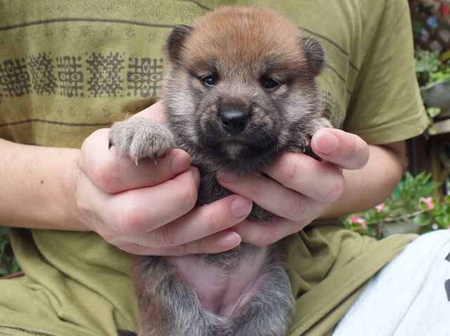 DSCF2673-shiba-puppy DSCF2673-shiba-puppy