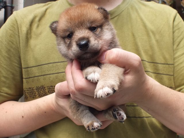 DSCF2675-shiba-puppy DSCF2675-shiba-puppy