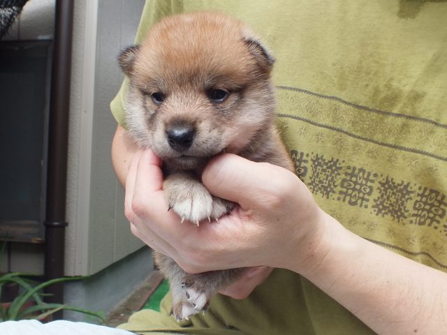 DSCF2676-shiba-puppy DSCF2676-shiba-puppy