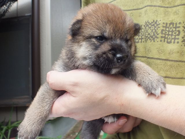 DSCF2678-shiba-puppy DSCF2678-shiba-puppy