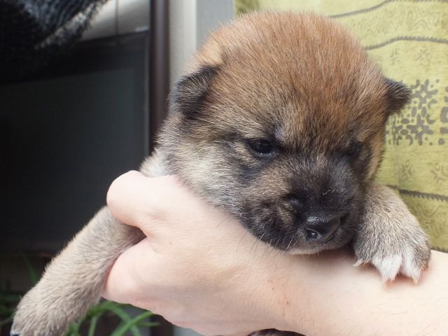 DSCF2680-shiba-puppy DSCF2680-shiba-puppy